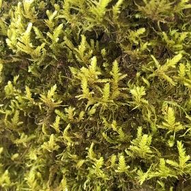 Photo of the plant species Delicate Thuidium Moss by @JollyAcajou7 named Luna on Greg, the plant care app