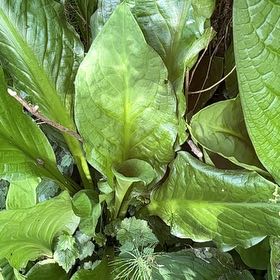 Photo of the plant species Western Skunk Cabbage by @JollyAcajou7 named Leaf Erickson on Greg, the plant care app