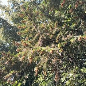 Photo of the plant species Norway Spruce by @JollyAcajou7 named Orwell on Greg, the plant care app