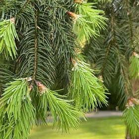 Photo of the plant species Sitka Spruce by @JollyAcajou7 named Drake on Greg, the plant care app