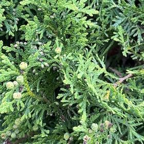 Photo of the plant species Arborvitae by @JollyAcajou7 named Plato on Greg, the plant care app