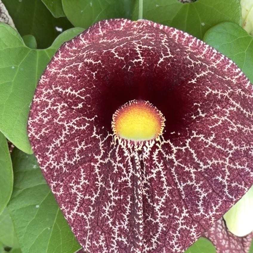 Photo of the plant species Aristolochia elegans by @JollyAcajou7 named Ulysses S Plant on Greg, the plant care app