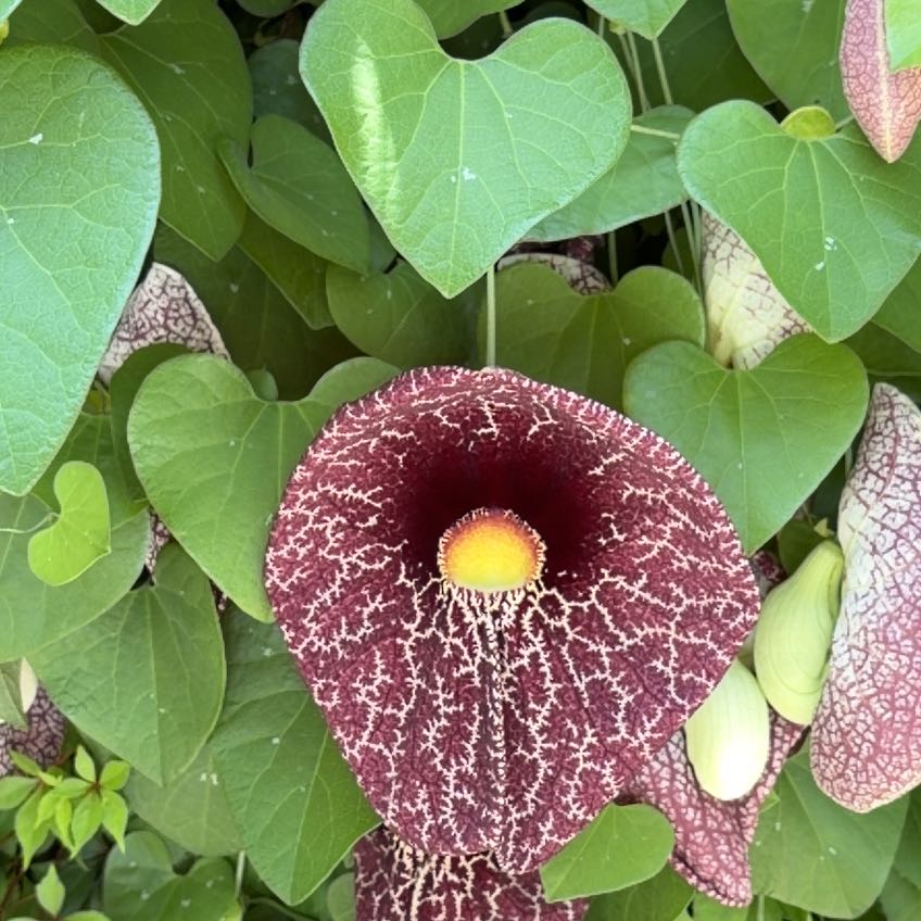 Photo of the plant species Aristolochia elegans by @JollyAcajou7 named Coco on Greg, the plant care app