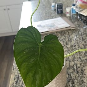 Photo of the plant species Philodendron sodiroi 'Variegata' by @ManyThumbcactus named Mando on Greg, the plant care app