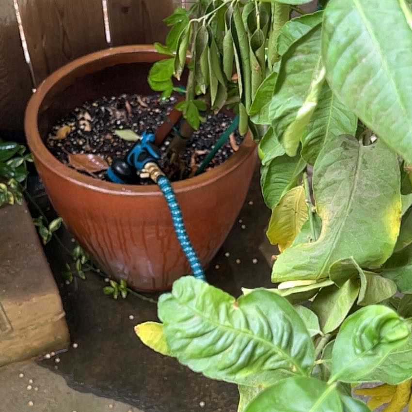 Photo of the plant species Buddha's Hand Citron by @PoetHoyaobscura named Keanu Leaves on Greg, the plant care app