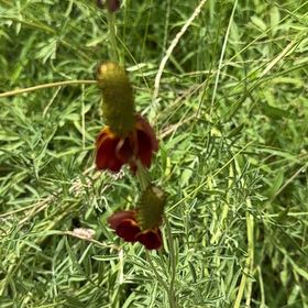 Photo of the plant species Blackeyed Susan by @PerkyBlackash82 named Kylie on Greg, the plant care app