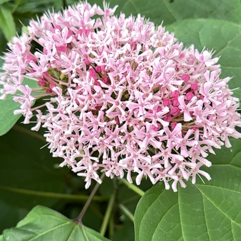 Photo of the plant species Rose Glorybower by @PerkyBlackash82 named Girlfrond on Greg, the plant care app