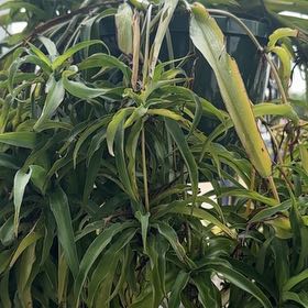 Photo of the plant species New Zealand Rock Lily by @PerkyBlackash82 named Kardashian on Greg, the plant care app
