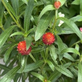 Photo of the plant species Globe Amaranth by @PerkyBlackash82 named Zion on Greg, the plant care app