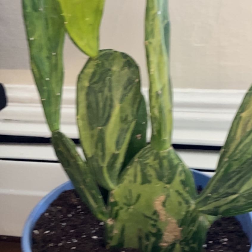 Photo of the plant species Variegated Prickly Pear Cactus by @Penduloussedge named Bodhi on Greg, the plant care app