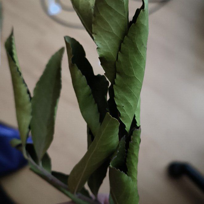 Photo of the plant species Khat by @HeritorTorgrass named Eva on Greg, the plant care app
