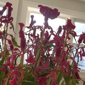 Photo of the plant species Celosia 'Twisted Strawberry' by @ValidTurtlevine named Doja Cat on Greg, the plant care app