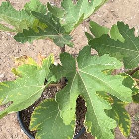 Photo of the plant species Black Mission Fig by @TunefulKoa89 named Bella on Greg, the plant care app