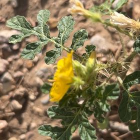 Photo of the plant species Sticky Nightshade by @TunefulKoa89 named Kylie on Greg, the plant care app
