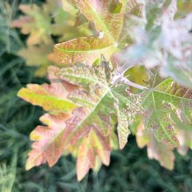 Photo of the plant species Western Poison-Oak by @TunefulKoa89 named Harmony on Greg, the plant care app