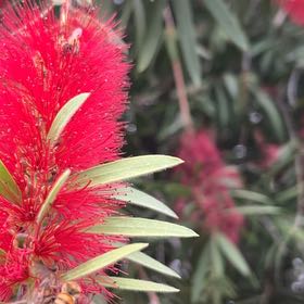 Photo of the plant species Brazilian Red-Cloak by @TunefulKoa89 named Darwin on Greg, the plant care app
