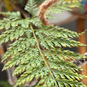 Photo of the plant species Irish Spleenwort by @TunefulKoa89 named Morgan Treeman on Greg, the plant care app