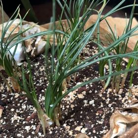 Photo of the plant species saffron crocus by @GivingBluepearl named Aria on Greg, the plant care app