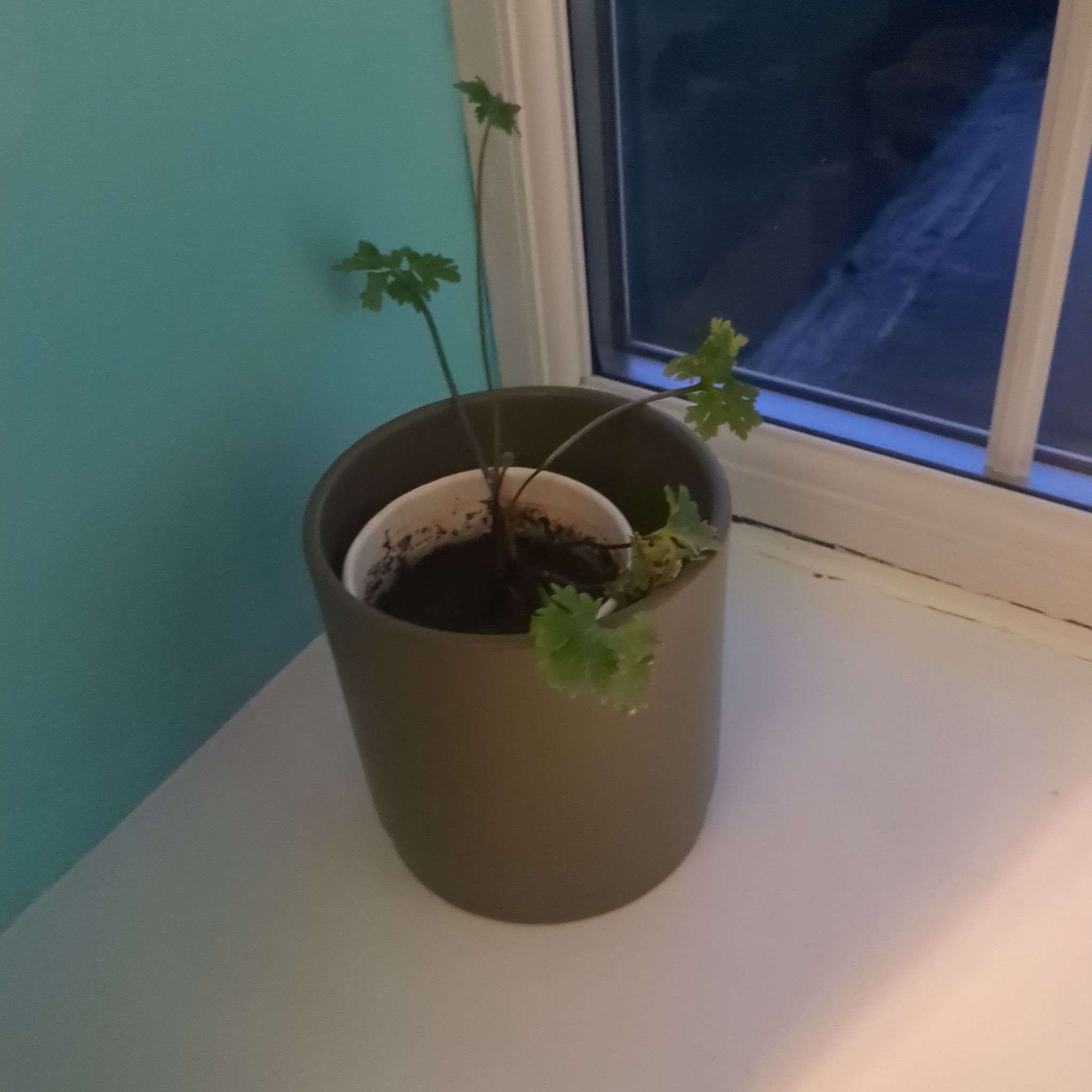 Photo of the plant species Red geraniums by @violetfiend named Darwin on Greg, the plant care app