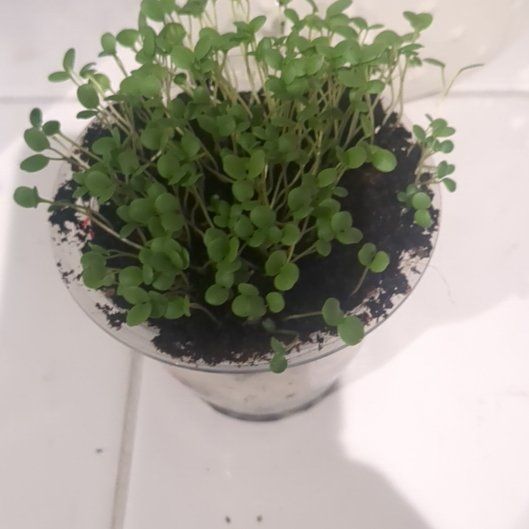 Photo of the plant species Garden Cress by @violetfiend named Ronaldo on Greg, the plant care app