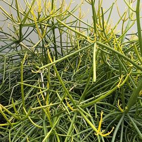 Photo of the plant species Fire Sticks by @DrivenWhiterata named Mando on Greg, the plant care app