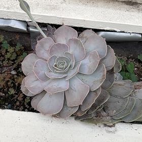 Photo of the plant species Blue Elf by @DrivenWhiterata named Diana on Greg, the plant care app