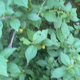 Photo of the plant species Nanking Cherry by @SensuousGarlic named Remington on Greg, the plant care app