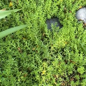 Photo of the plant species Swamp Stonecrop by @SensuousGarlic named Darwin on Greg, the plant care app