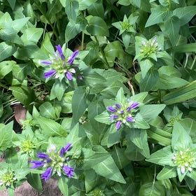 Photo of the plant species Clustered Bellflower by @SensuousGarlic named Spike Leaves on Greg, the plant care app