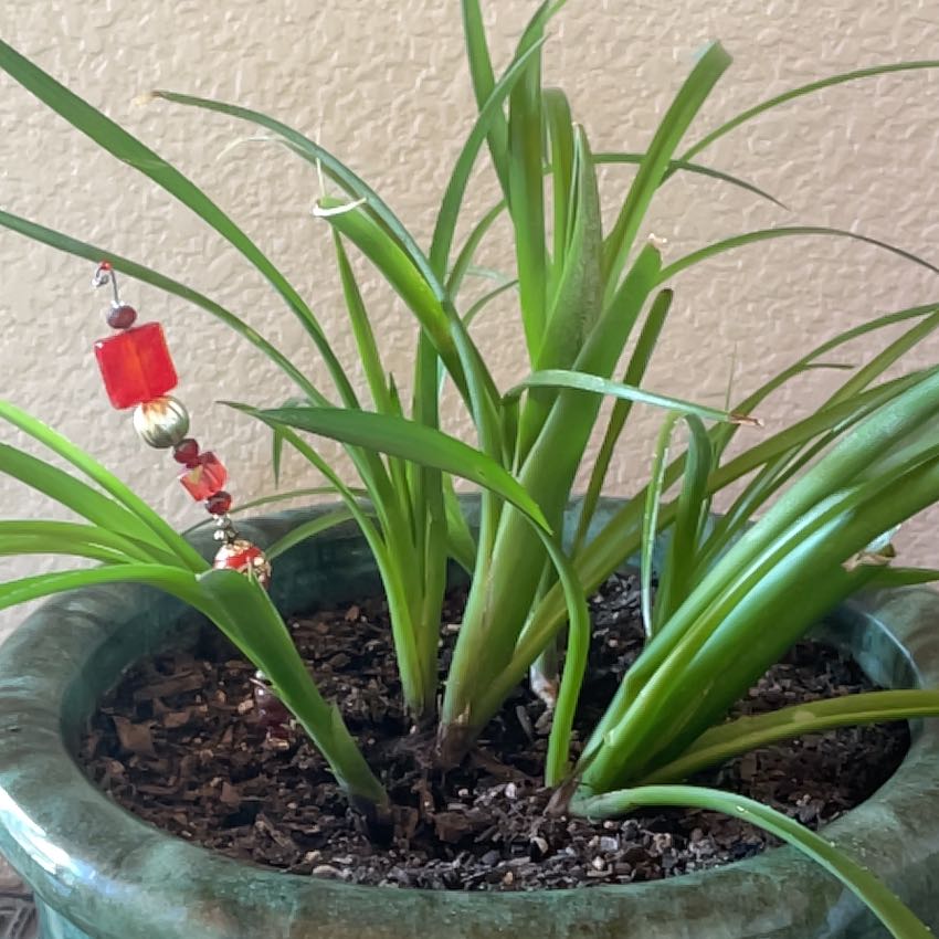 Photo of the plant species Queen's Tears by @SultryBoneset named Willow on Greg, the plant care app