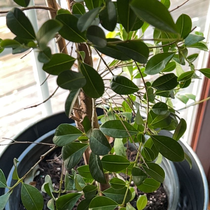 Photo of the plant species Australian Beach Cherry by @CoolSnakeshead named Emerson on Greg, the plant care app