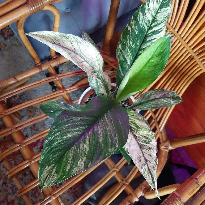 Photo of the plant species Variegated Sensation Peace Lily by @TopPurpleblush named Leonardo on Greg, the plant care app