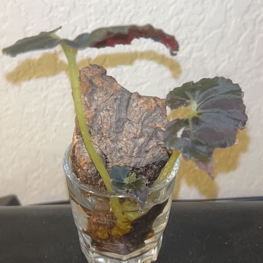 Photo of the plant species Rex Begonia by @Greenz named Zion on Greg, the plant care app