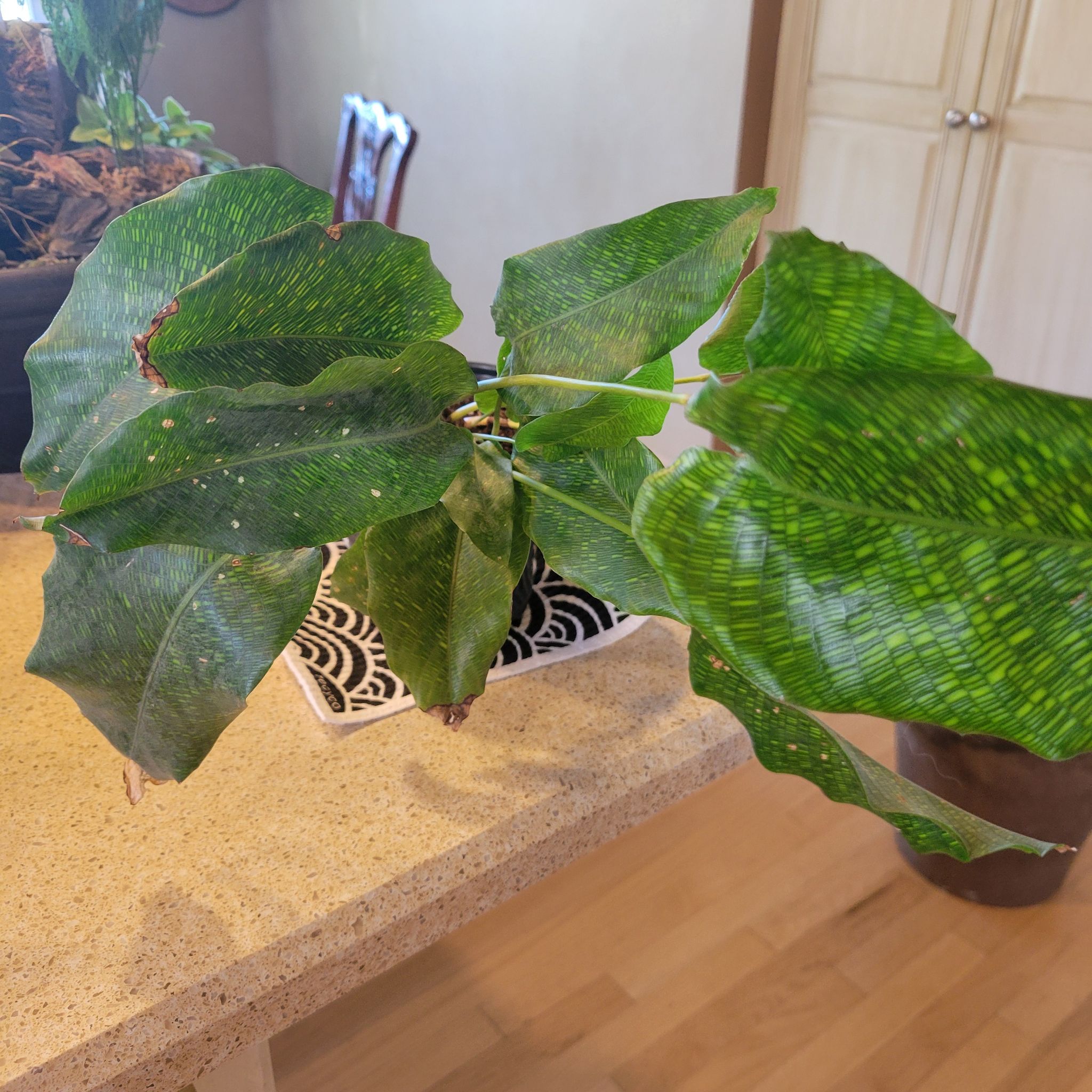 Photo of the plant species Calathea Network 'PP0005' by @bpuumala named Bieber on Greg, the plant care app