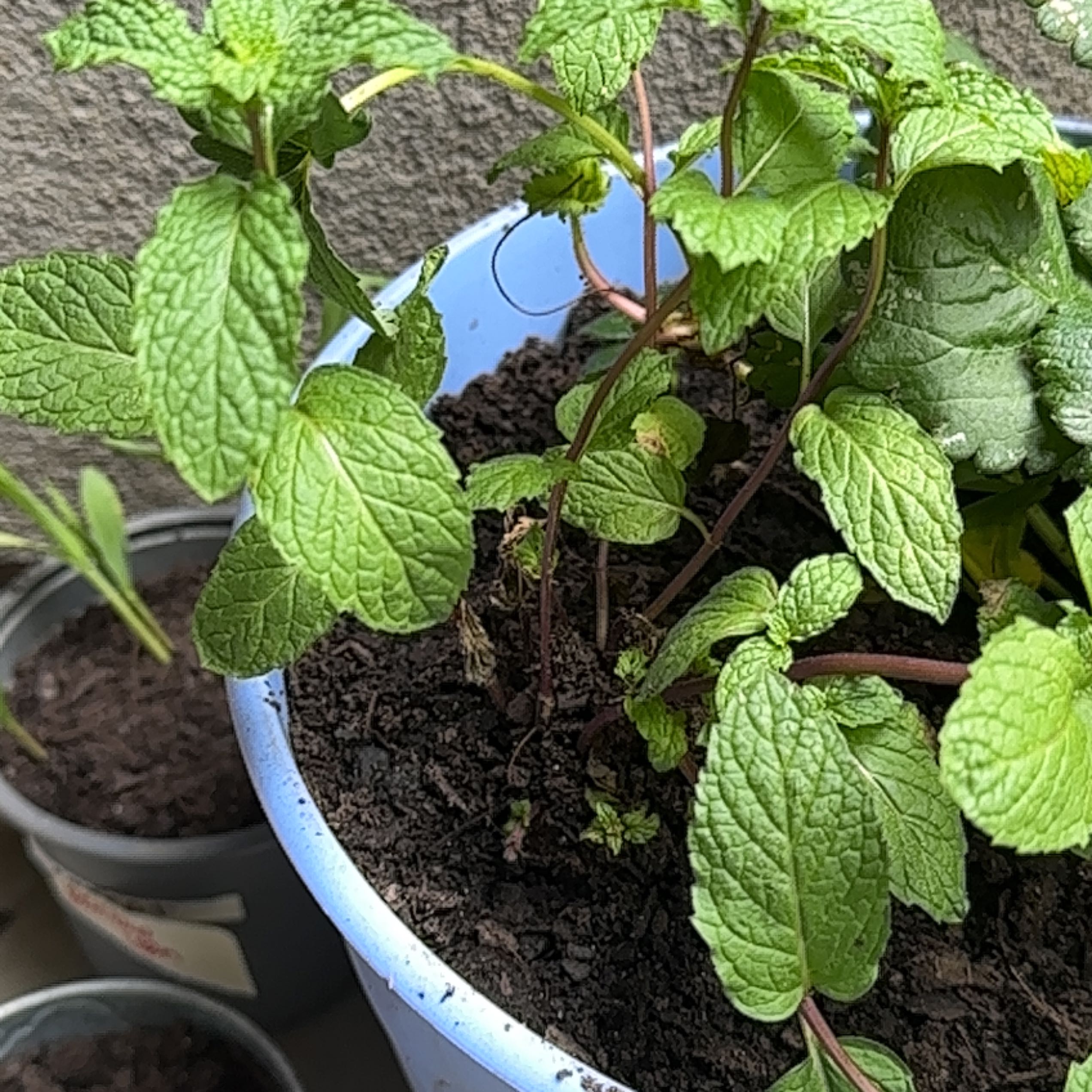 Photo of the plant species Sweet Mint by @SuperDollartree named Sunshine “sunny” on Greg, the plant care app