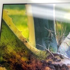 Photo of the plant species Western Skunk Cabbage by @MightyFanmoss named Nithin on Greg, the plant care app