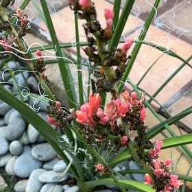 Photo of the plant species Banana Yucca by @MightyFanmoss named Fernie Saunders on Greg, the plant care app