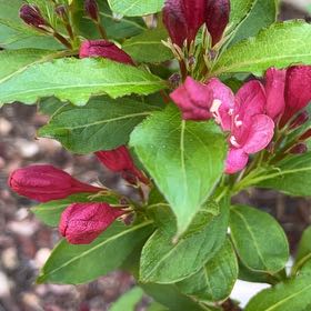Photo of the plant species Alpenrose by @MightyFanmoss named Gates on Greg, the plant care app