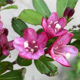 Photo of the plant species Alpenrose by @MightyFanmoss named Denali on Greg, the plant care app