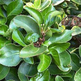 Photo of the plant species Japanese Spindle by @MightyFanmoss named Ulysses S Plant on Greg, the plant care app