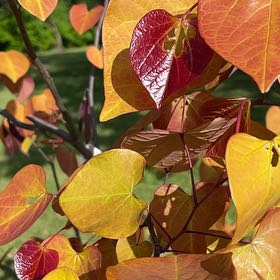 Photo of the plant species Western Redbud by @MightyFanmoss named Leonardo on Greg, the plant care app