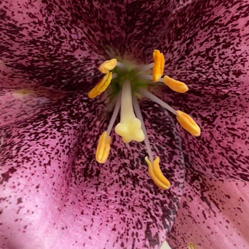 Photo of the plant species Checker Lily by @MightyFanmoss named Marilyn on Greg, the plant care app