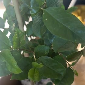 Photo of the plant species Asian Snow Jasmine by @WorldlyGuayule named Captain Plant-it on Greg, the plant care app