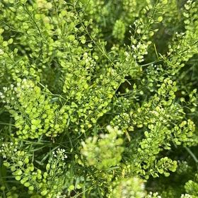 Photo of the plant species Poorman Pepperweed by @AnewChismastree named Dolores on Greg, the plant care app