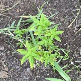 Photo of the plant species Golden Alexanders by @AnewChismastree named Hamilton on Greg, the plant care app