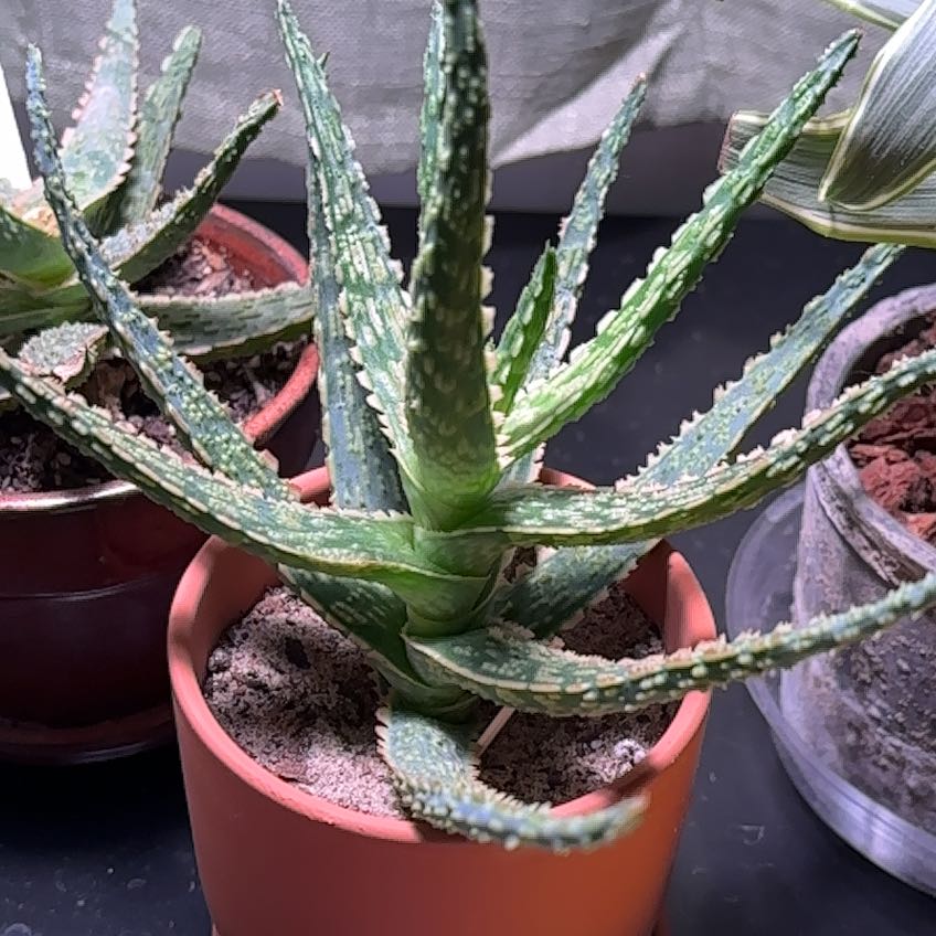 Photo of the plant species christmas carol by @DiligentRoussea named Planty Jr. on Greg, the plant care app