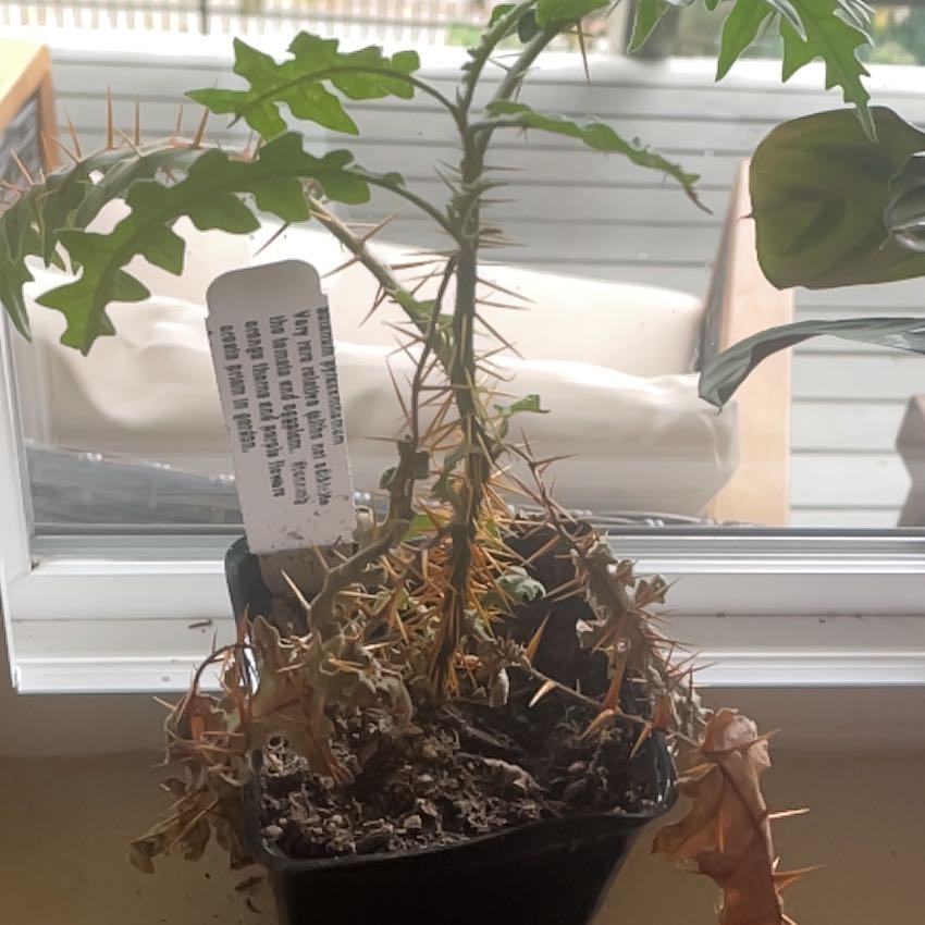 Photo of the plant species Porcupine Tomato by @SteamyFlapjacks named Sir Plancelot on Greg, the plant care app