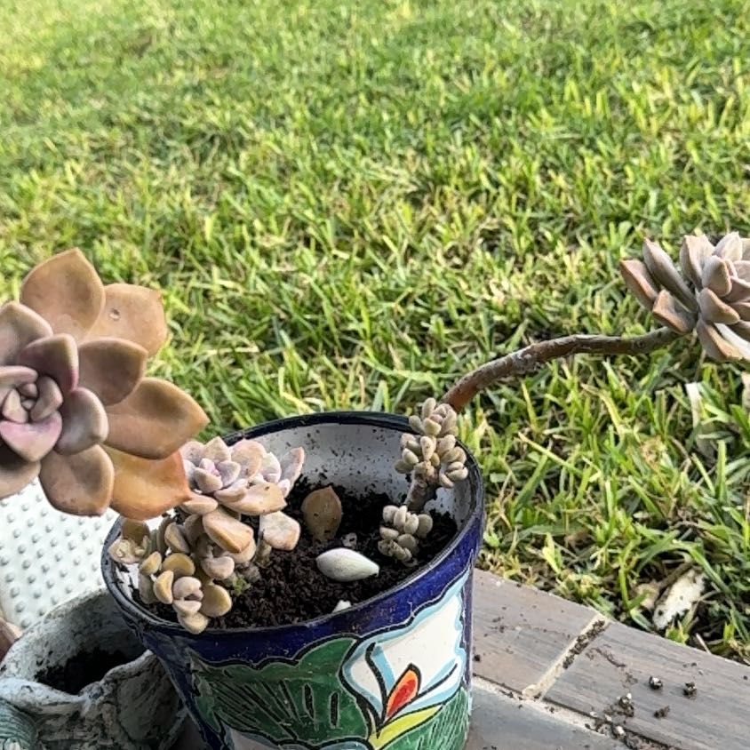 Photo of the plant species Rose Succulent by @TopCorn36 named Baesil on Greg, the plant care app