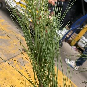 Photo of the plant species Cedros Island Pine by @KingpinAcajou27 named LiloStitch on Greg, the plant care app