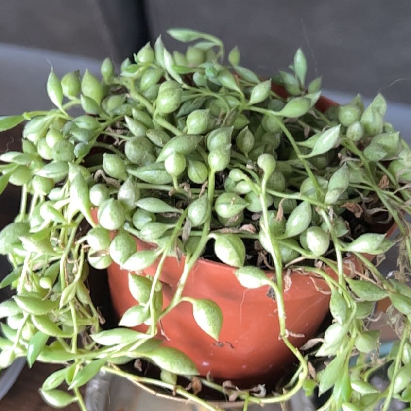 Photo of the plant species String of Tears by @PetBastardsage named Girlfrond on Greg, the plant care app